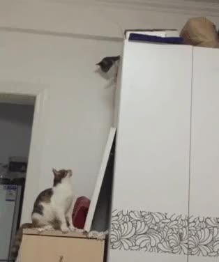 f17c0a8d005e71c8088fe614d2ac11a7.gif