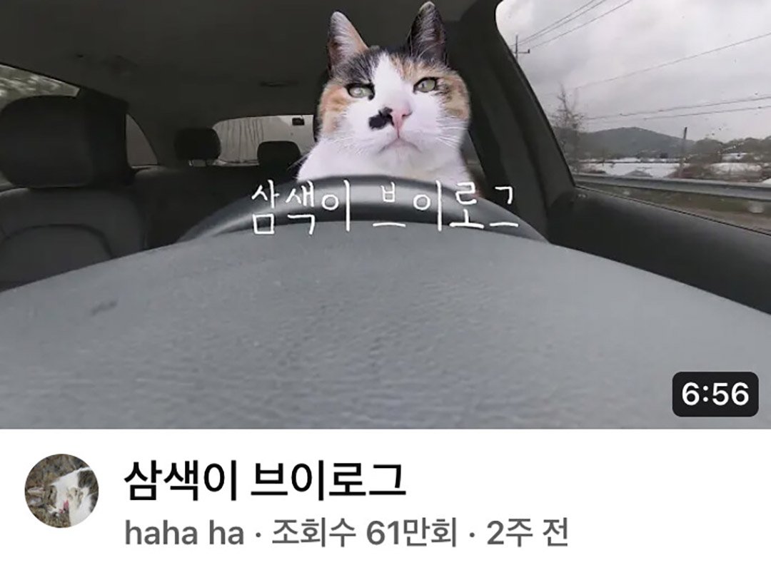 심각한 레드오션 유튜브 근황.jpg