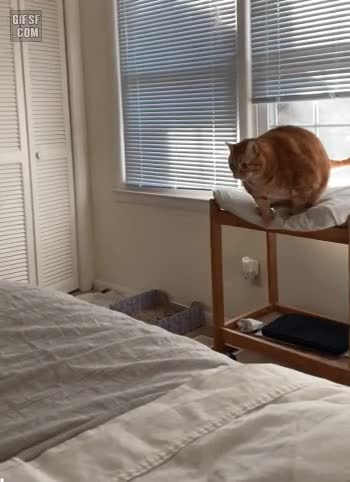 A3FACB9B-02FB-4AB5-9519-CDD7B8106122.gif