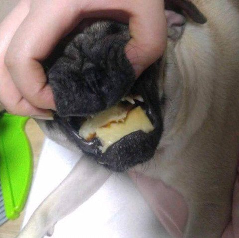 명절 댕댕이 대참사
