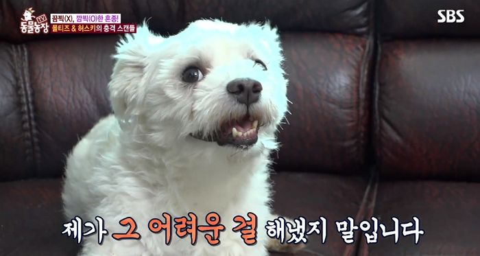 1fnf6ys1mky7i5a007sz.jpg 말티즈 레전드
