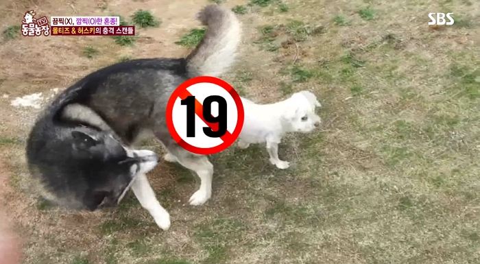 mmne2u2o6677y7l5yw96.jpg 말티즈 레전드