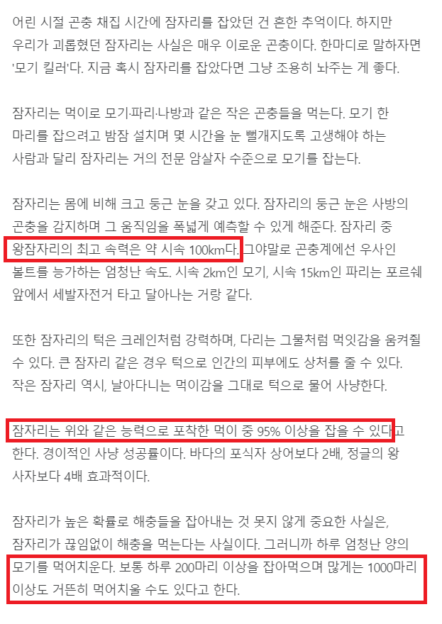잠자리를 잡아선 안되는 이유 - 꾸르