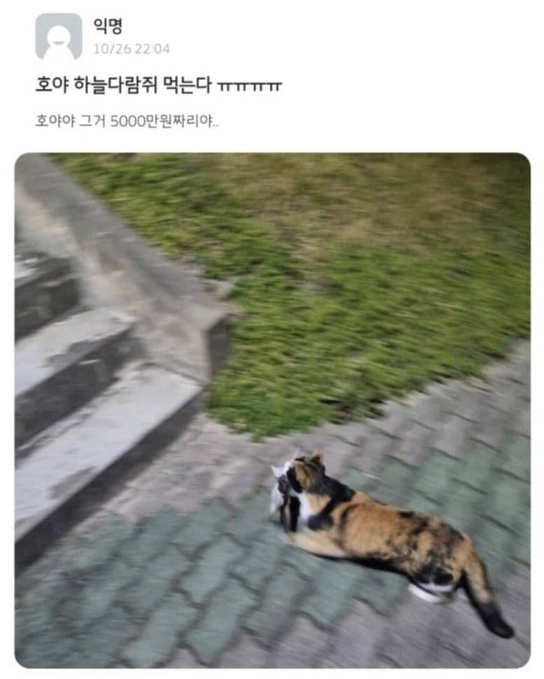 1 (1).png 귀여운 하늘다람쥐가 죽은 이유.JPG