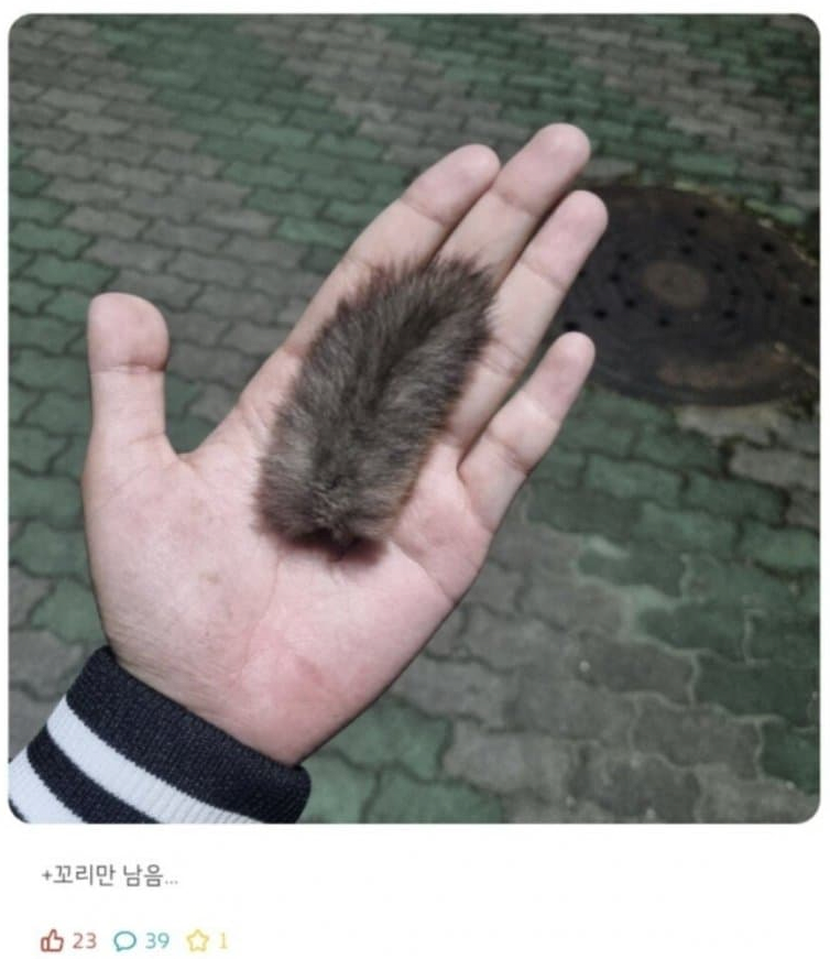 1 (3).png 귀여운 하늘다람쥐가 죽은 이유.JPG
