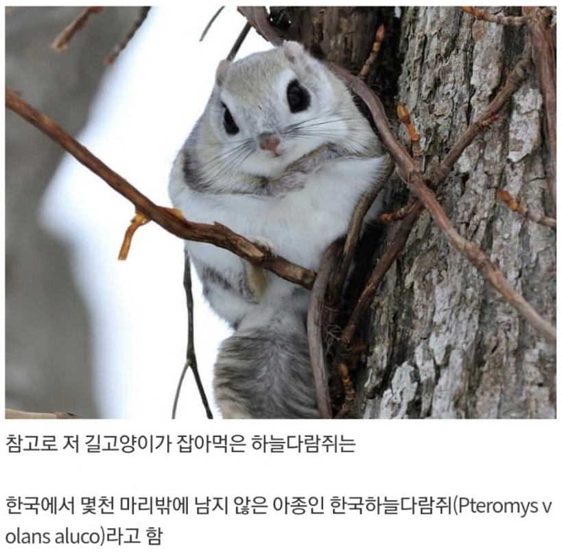 1 (4).png 귀여운 하늘다람쥐가 죽은 이유.JPG