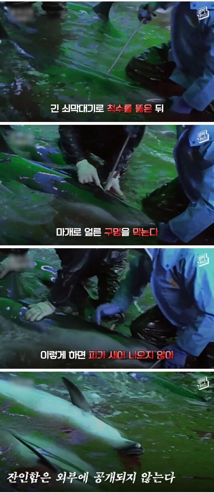 고래 대량 학살에 올해도 피바다 - 꾸르