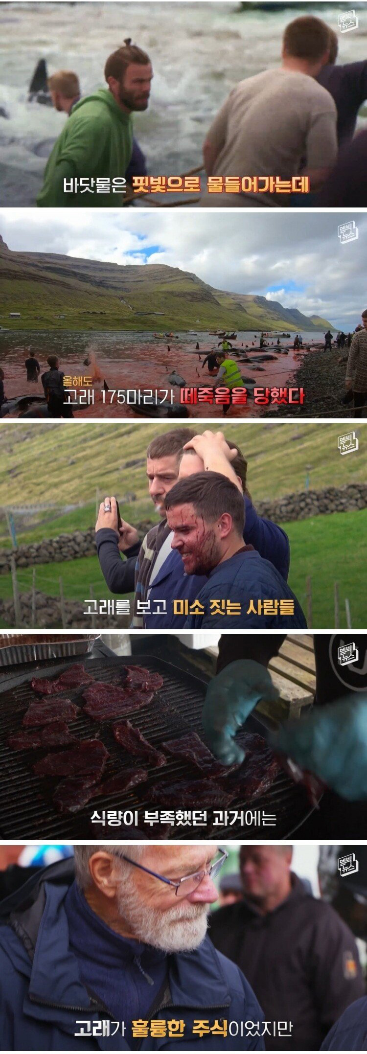 고래 대량 학살에 올해도 피바다 - 꾸르