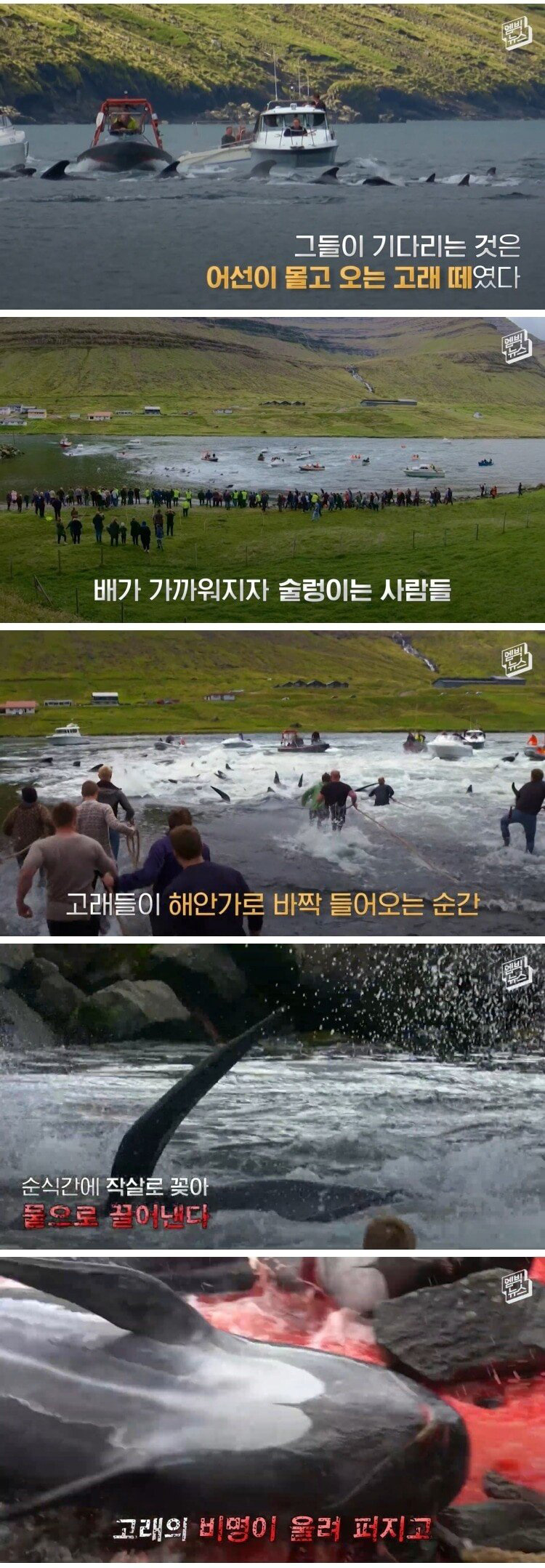 고래 대량 학살에 올해도 피바다 - 꾸르