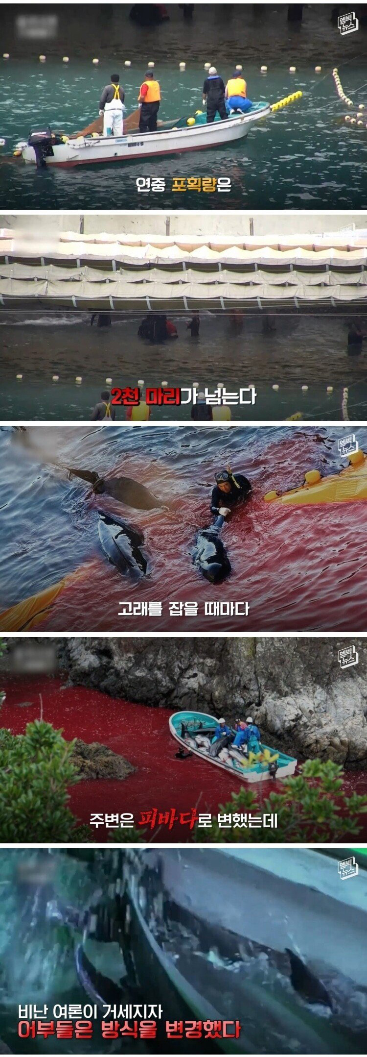 고래 대량 학살에 올해도 피바다 - 꾸르