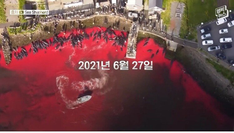 고래 대량 학살에 올해도 피바다 - 꾸르
