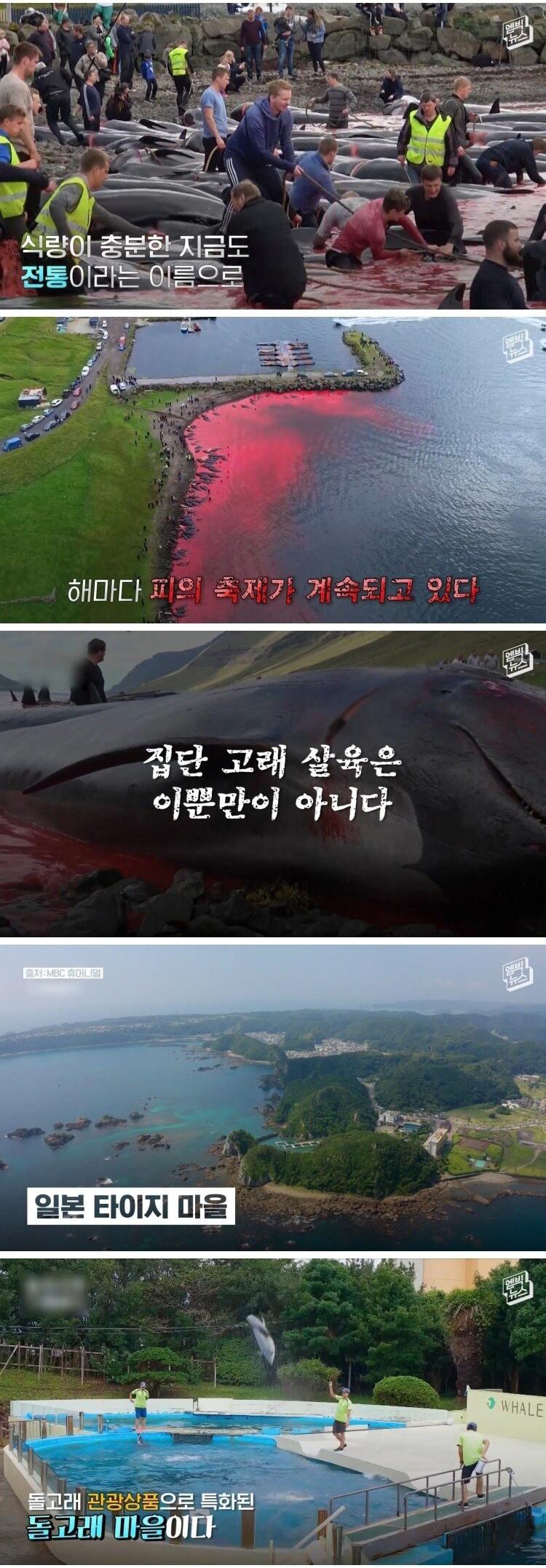 고래 대량 학살에 올해도 피바다 - 꾸르