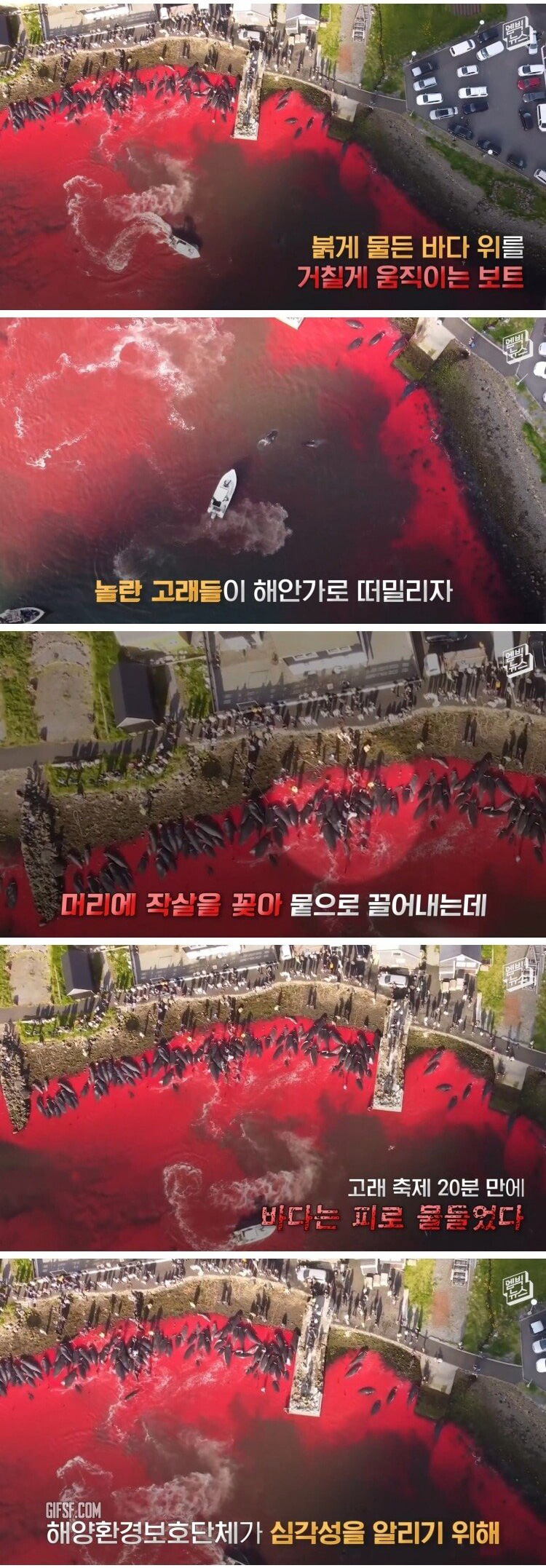 고래 대량 학살에 올해도 피바다 - 꾸르