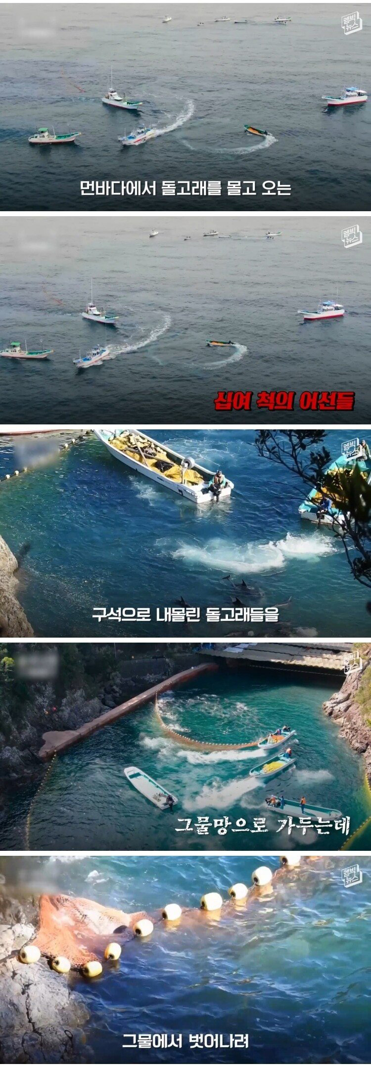 고래 대량 학살에 올해도 피바다 - 꾸르