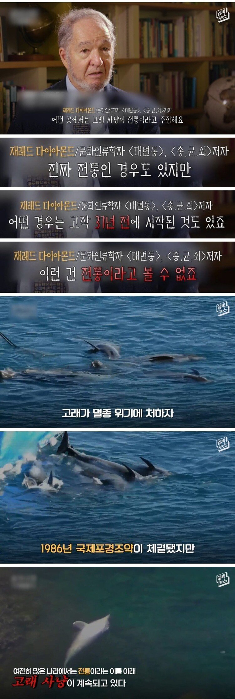 고래 대량 학살에 올해도 피바다 - 꾸르