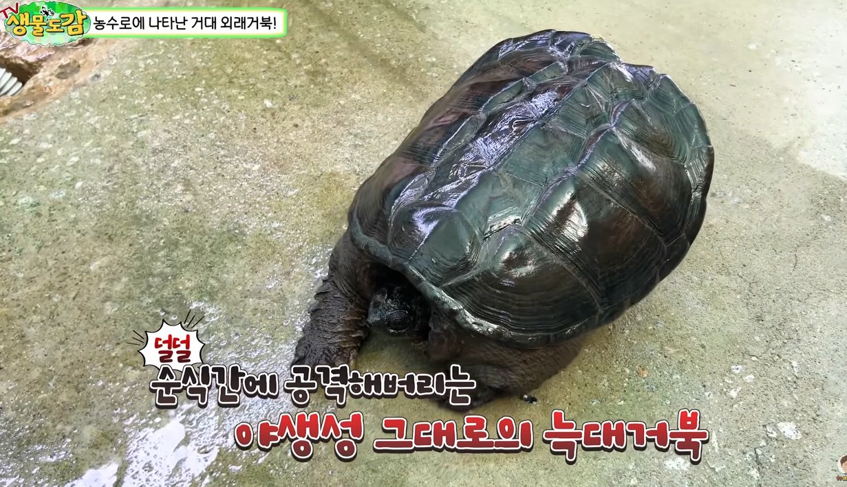 a003.jpg 대한민국 생태계 근황.jpg