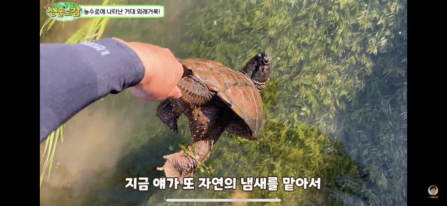 1880ede41161f2b23.png.ren.jpg 대한민국 생태계 근황.jpg