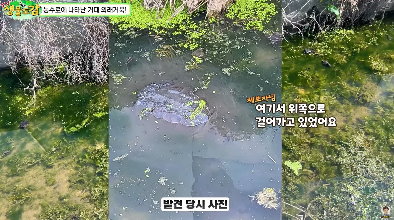 a001.jpg 대한민국 생태계 근황.jpg