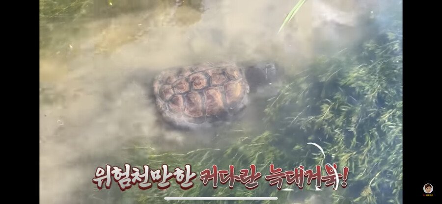 1880edded6e1f2b23.png.ren.jpg 대한민국 생태계 근황.jpg