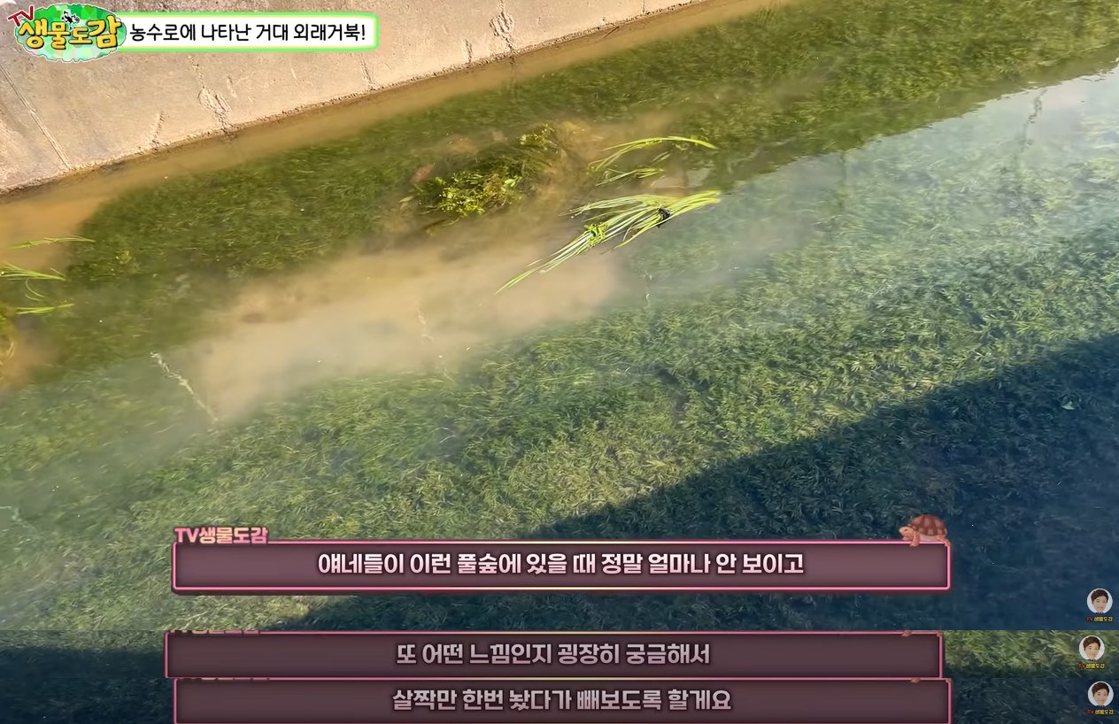 a002.jpg 대한민국 생태계 근황.jpg