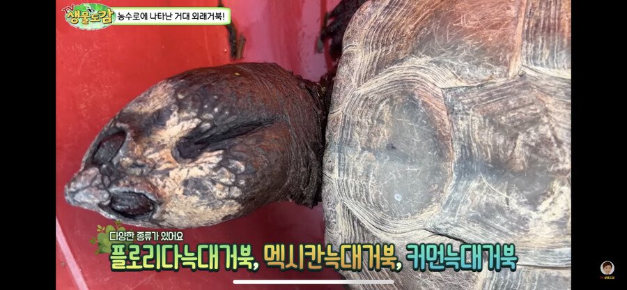 1880ede4b071f2b23.png.ren.jpg 대한민국 생태계 근황.jpg