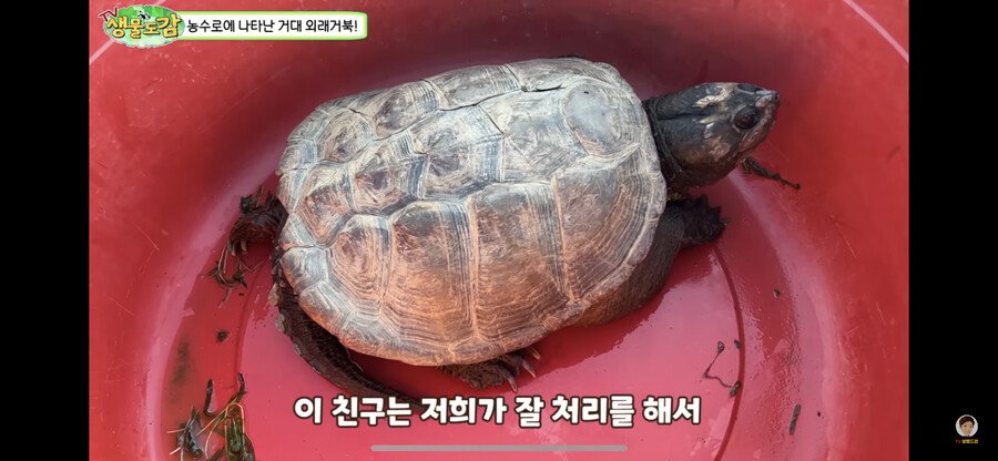 1880ede530e1f2b23.png.ren.jpg 대한민국 생태계 근황.jpg