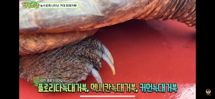 1880ede530c1f2b23.png.ren.jpg 대한민국 생태계 근황.jpg