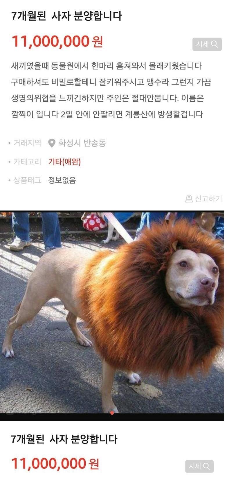 특이점이 온 동물분양글.lion.png.jpg