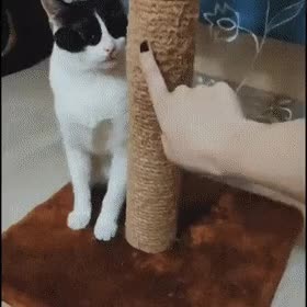 271904441aa36378b4a638fd8c583c39610c1c2a.gif