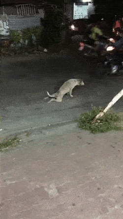 btfca71c23d5366f78d18b3f378681c69d.gif