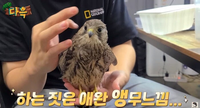 점차 비둘기화 되가는 K-맹금류 - 꾸르