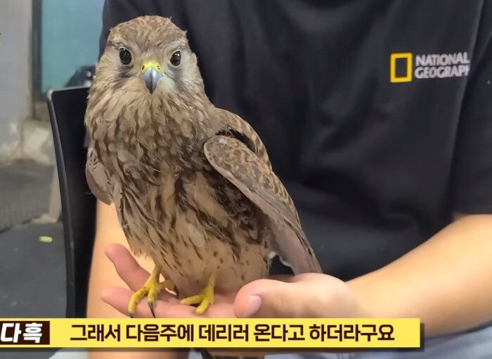 점차 비둘기화 되가는 K-맹금류 - 꾸르