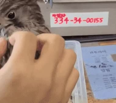 점차 비둘기화 되가는 K-맹금류 - 꾸르