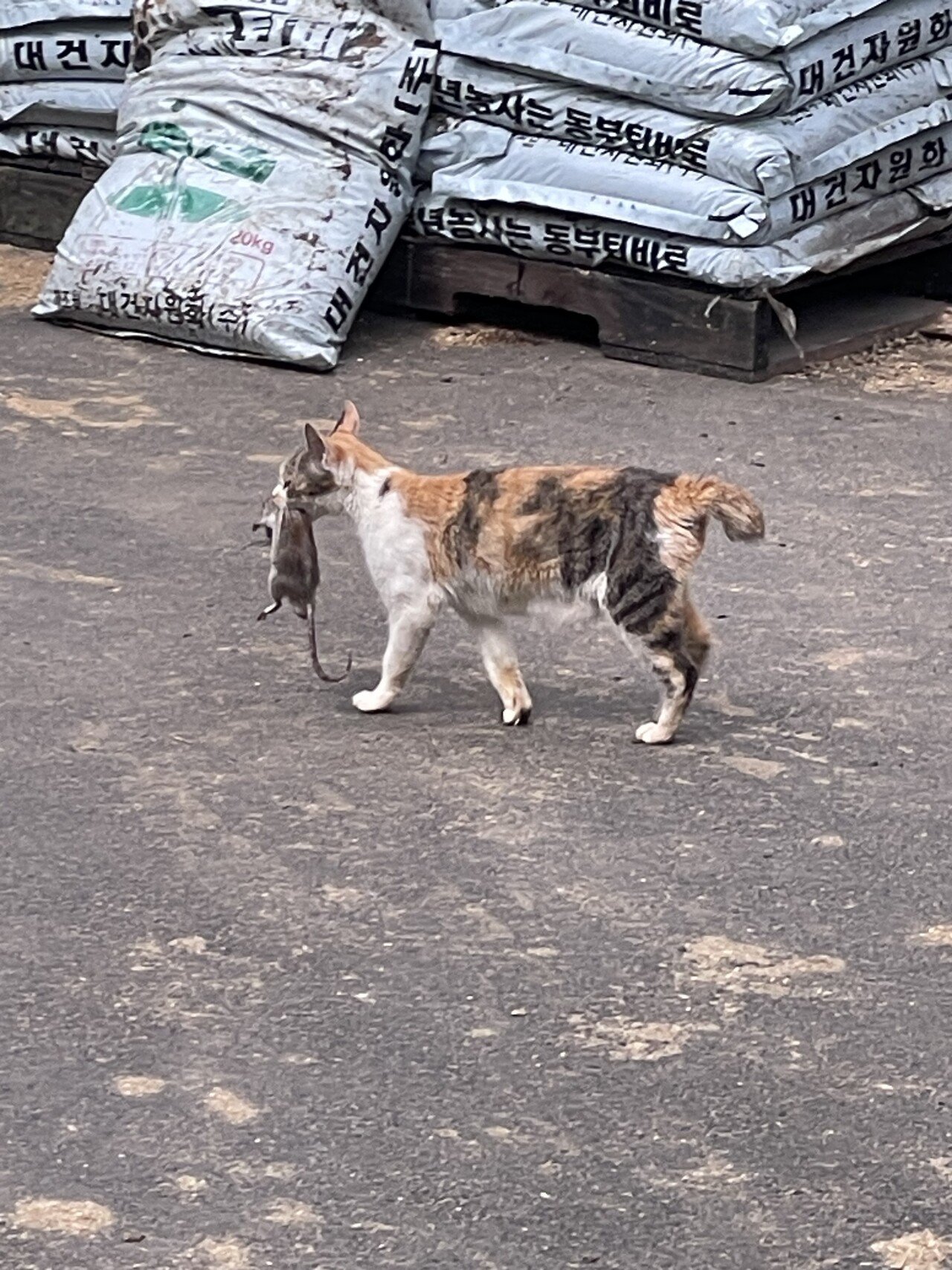 IMG_0467.jpeg 고양이의 날 이라고 하던데 이런 거 올려도 됨???