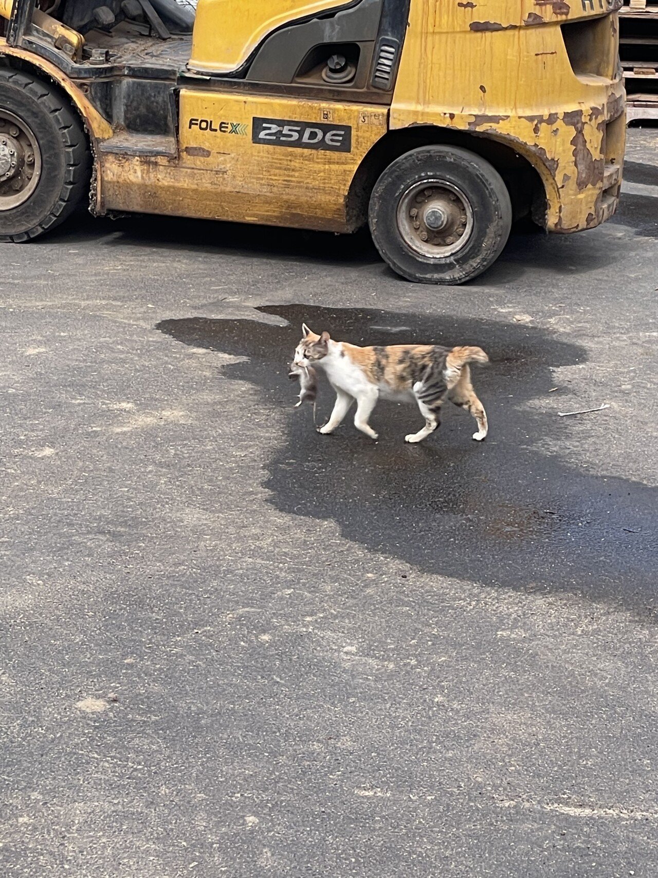 IMG_0465.jpeg 고양이의 날 이라고 하던데 이런 거 올려도 됨???
