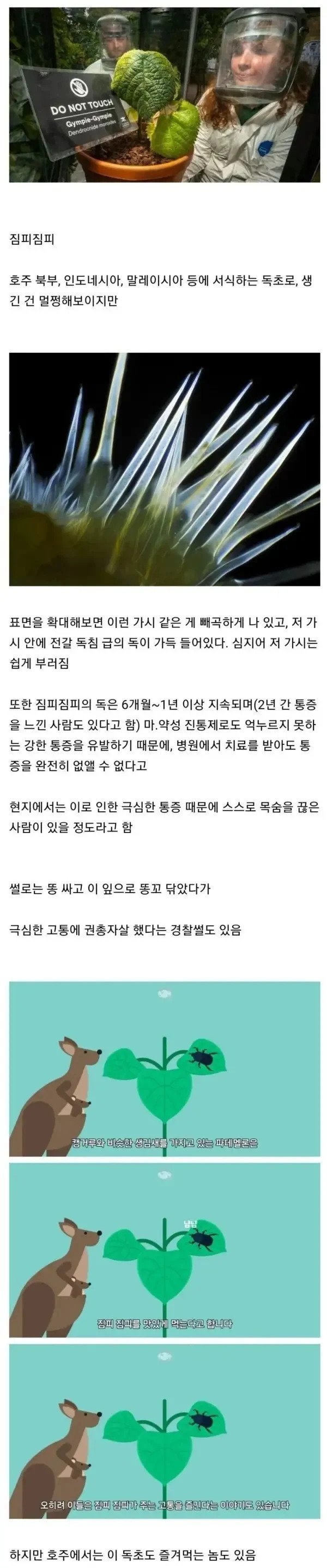 7fb2ce5bccc98a465244d3727fd2c365.webp.ren.jpg 절대 맨손으로 만져선 안 되는 식물ㄷㄷㄷㄷㄷㄷ