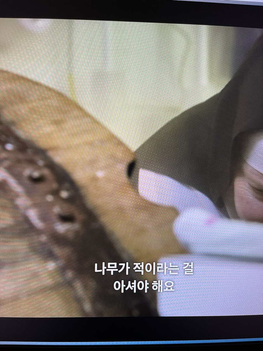 img/23/08/18/18a06c237765122de.jpeg 낡고 더러운 나무통으로 치즈를 만들다가 정부에게 제지당한 수녀님 ㄷㄷ..JPG