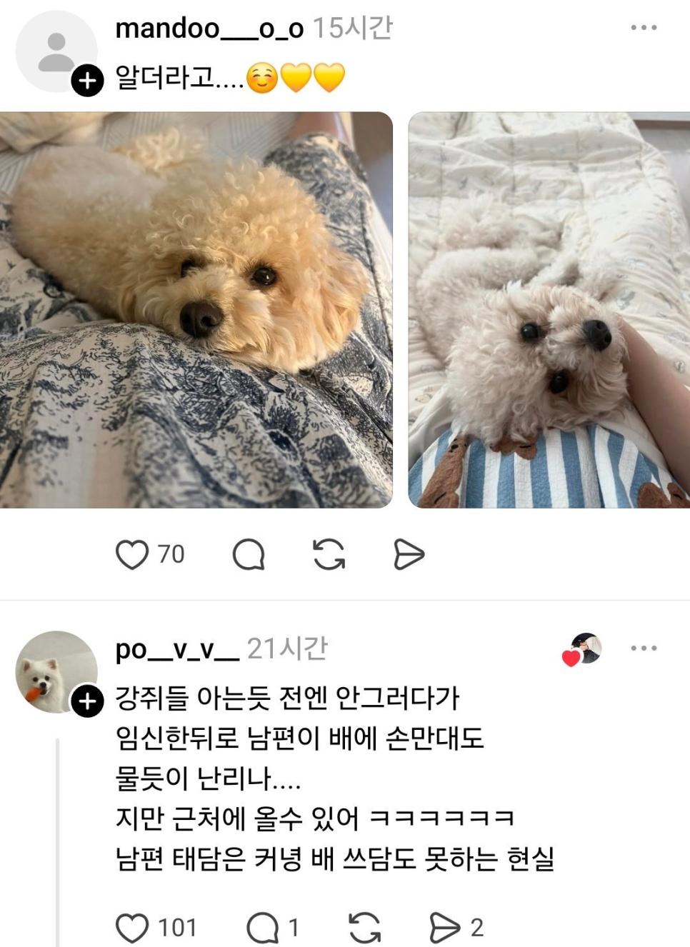 주인이 임신한걸 아는 반려동물들 (12)