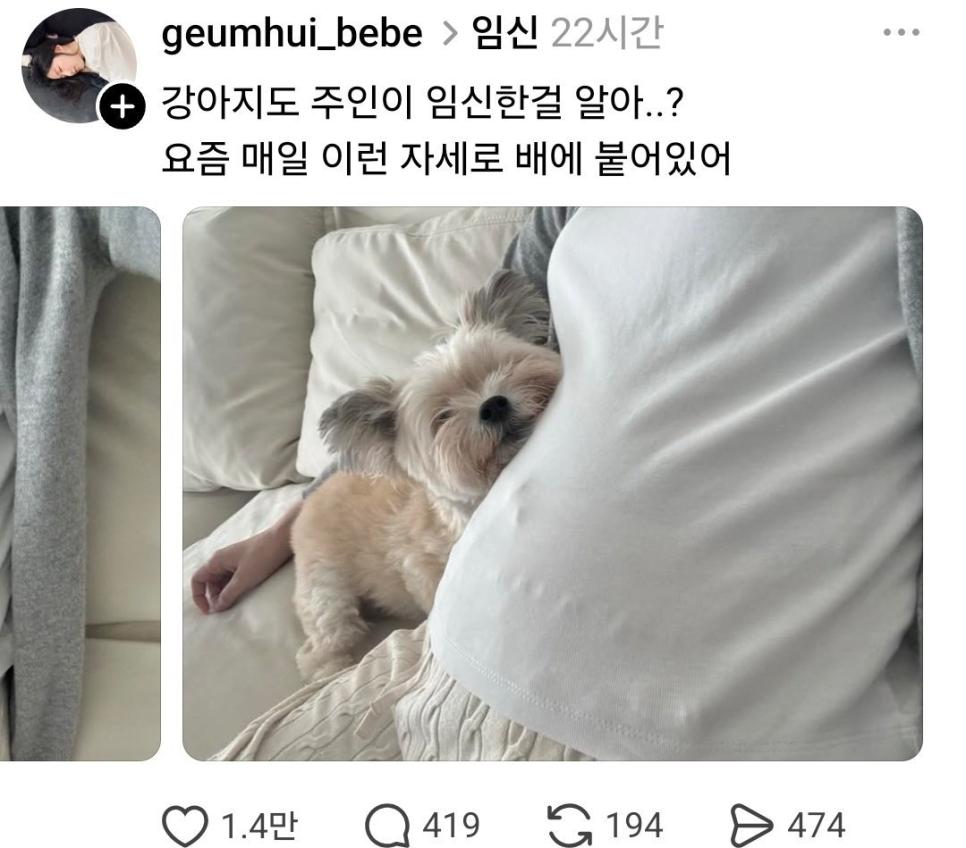 주인이 임신한걸 아는 반려동물들 (2)