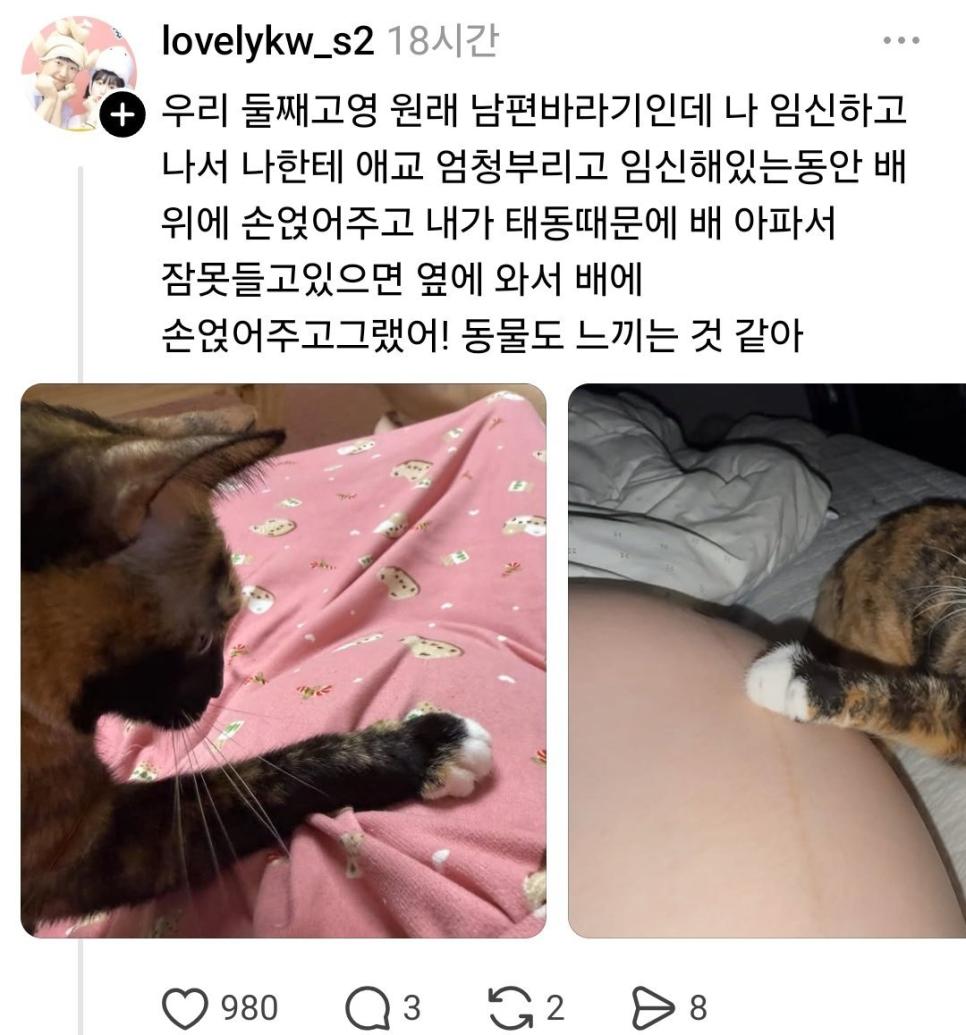 주인이 임신한걸 아는 반려동물들 (6)