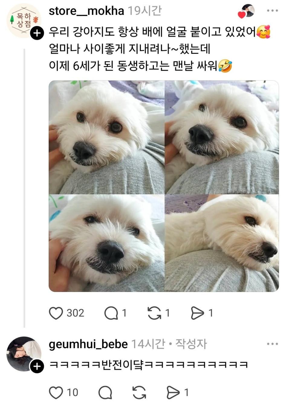 주인이 임신한걸 아는 반려동물들 (11)