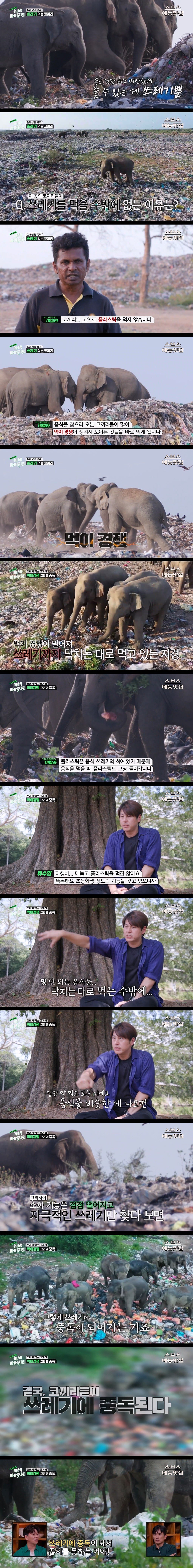 5.jpg 마약처럼 쓰레기에 중독된 코끼리들.jpg