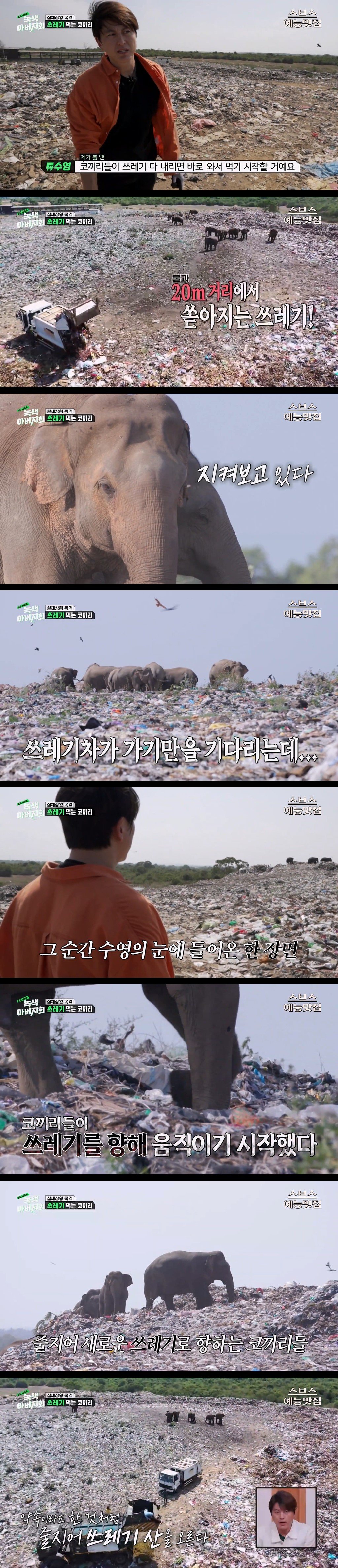 3.jpg 마약처럼 쓰레기에 중독된 코끼리들.jpg