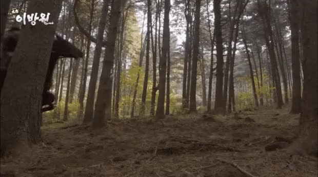 1.gif