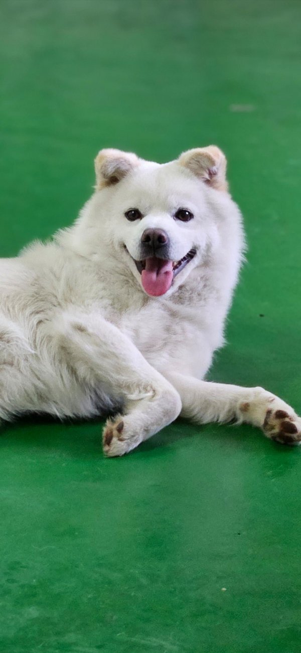 Internet_20230702_161059_8.jpeg 목줄없는 핏불이 달려듦.jpg