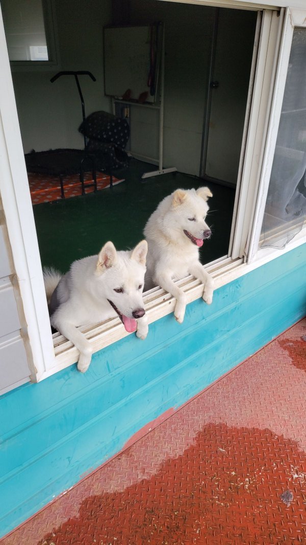 Internet_20230702_161059_2.jpeg 목줄없는 핏불이 달려듦.jpg