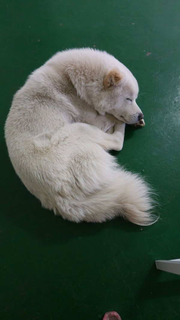 Internet_20230702_161059_6.jpeg 목줄없는 핏불이 달려듦.jpg