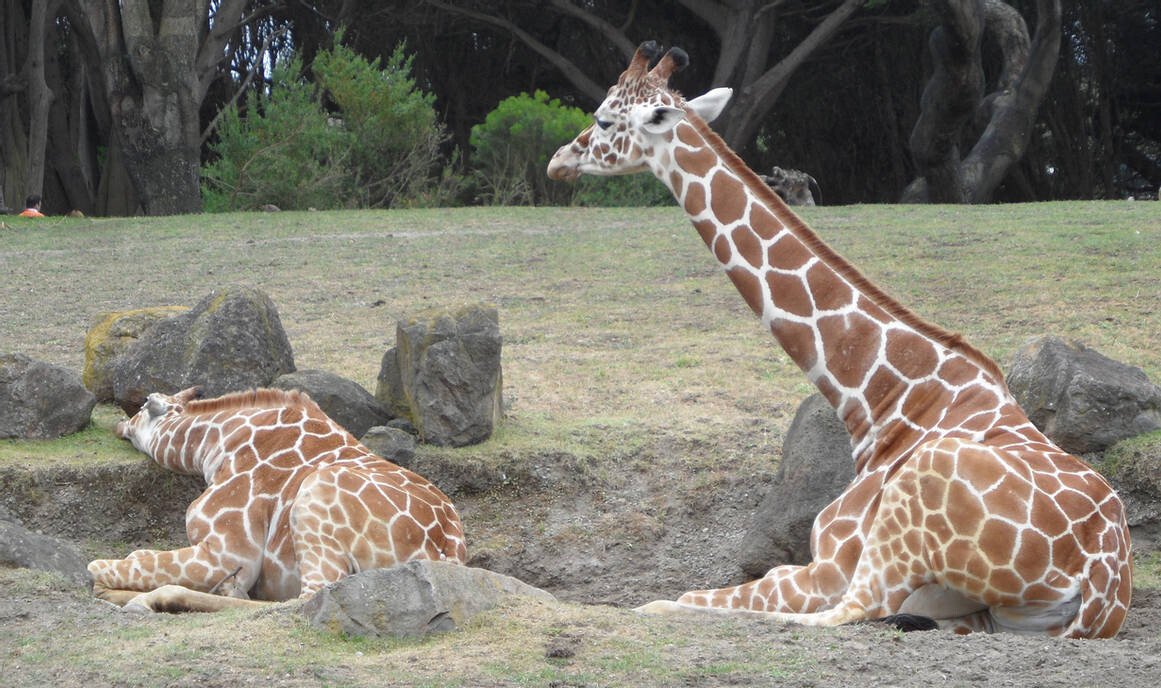 giraffes_sleeping_by_kayosa_stock_d82v98t-pre.jpg 야생기린이 잘 앉지 않는이유