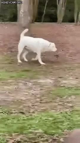 KR9dDFZ.gif