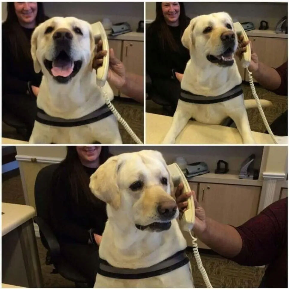 image.png 원격으로 혼나는 댕댕이들.jpg
